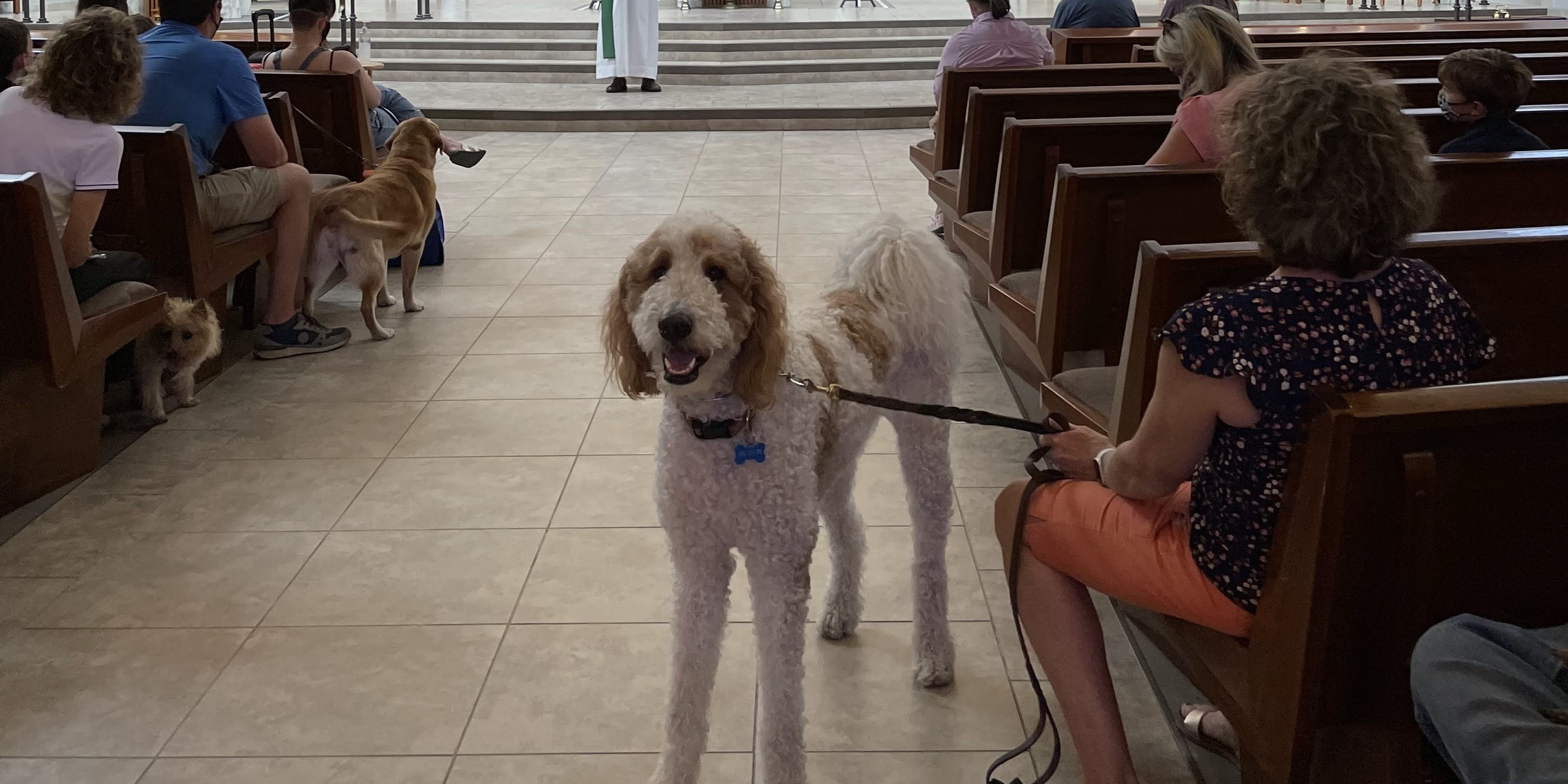 Animal Blessing photo 2021